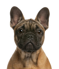 Close-up of French bulldog puppy, 4 months old, in front of white background