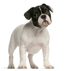 Fototapeta premium French bulldog puppy, 4 months old, standing in front of white background