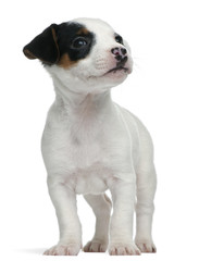 Jack Russell Terrier puppy, 7 weeks old, standing in front of white background