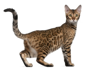 Bengal kitten, 6 months old, in front of white background