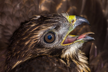 The common buzzard is a bird of prey.