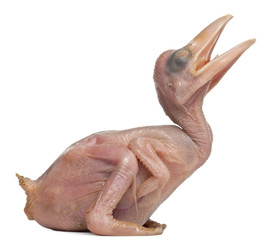 Rhinoceros Hornbill, Buceros rhinoceros, 10 days old, in front of white background © Eric Isselée