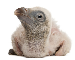 Griffon Vulture, Gyps fulvus, 4 days old, in front of white background