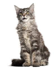 Maine Coon (2 years old), Maine Coon (16 months old), Maine Coon (5 months old)