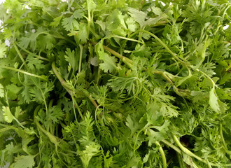 Fresh Green Coriander Leaves Natural and Flavoring Food Ingredient