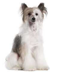 Chinese Crested Dog (2 years old)