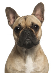 French Bulldog (1 year old)