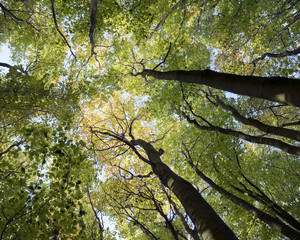 trunks and colorful autumn leaves of beech trees in forest of amelisweerd near utrecht in the...