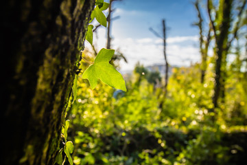 close up on ivy climbing on tree trunk in beautiful sunny blue sky in forest with sun ray