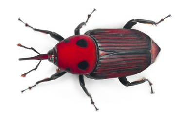 Female Red palm weevil, Rhynchophorus ferrugineus, 3 weeks old, in front of white background