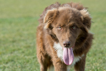Karakachan dog portrait. The Bulgarian Shepherd dog  in the park.