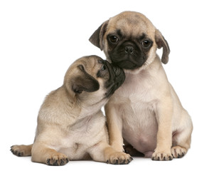 Two Pug puppies, 8 weeks old, in front of white background