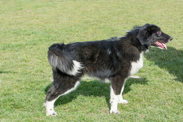 Karakachan dog portrait. The Bulgarian Shepherd dog  in the park.