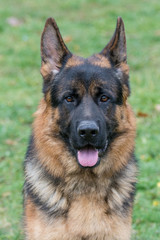 German Shepherd dog head portrait with alert expression