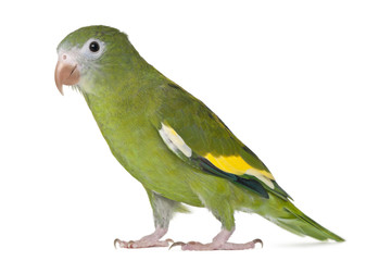 White-winged Parakeet, Brotogeris versicolurus, 5 years old, in front of white background