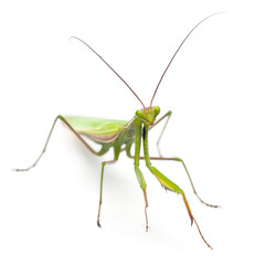 Female European Mantis or Praying Mantis, Mantis religiosa, in front of white background