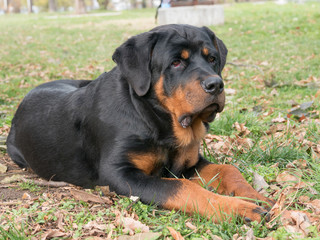 Purebred Rottweiler dog outdoors in the nature  on a summer day. Selective focus on dog