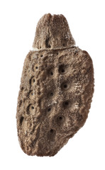 Egg of Phyllium giganteum, stick insects, phasmatodea