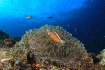Fototapeta na wymiar Clownfish anemonefish fish
