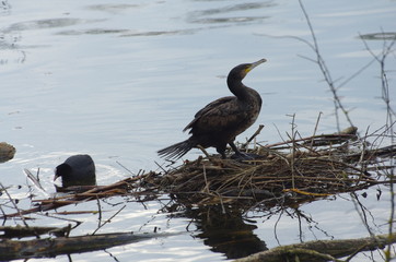 Kormoran an der Donau