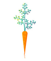 Carrot isolated on white background