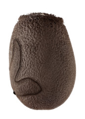 Egg of Malaysian jungle nymph - Heteropteryx dilatata