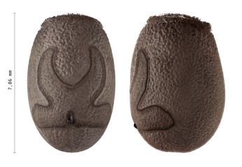 Egg of Malaysian jungle nymph with measurements - Heteropteryx dilatata