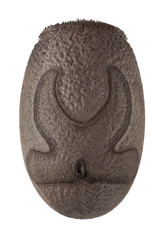 Egg of Malaysian jungle nymph - Heteropteryx dilatata