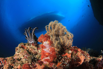 Scuba diving boat moored over coral reef with fish 