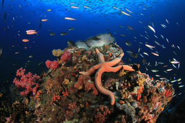 Coral reef and fish underwater in ocean