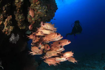 Crédence de cuisine en verre imprimé Plonger Plongée sous-marine sur récif de corail avec poissons