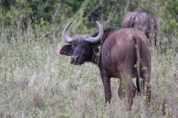 B&uuml;ffel in Afrika