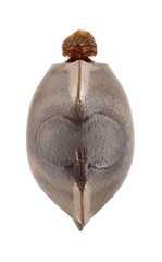 egg of stick insect - Phobaeticus serratipes