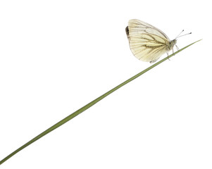 Green-veined White, Pieris napi, on grass in front of white background