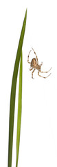 European garden spider, Araneus diadematus, on grass stems in front of white background