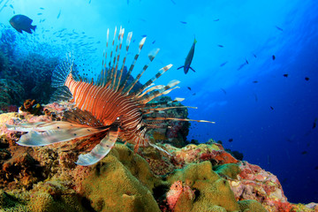 Lionfish fish on coral reef