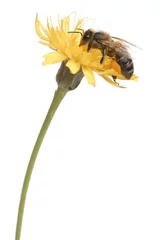 Papier Peint photo Lavable Abeille Abeille à miel occidentale ou abeille à miel européenne, Apis mellifera, transportant du pollen devant un fond blanc