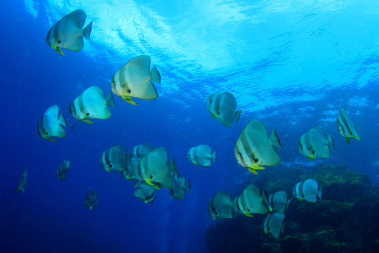 School of fish: Longfin Spadefish (Batfish)