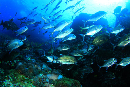 Trevally fish (Jackfish) hunting on coral reef