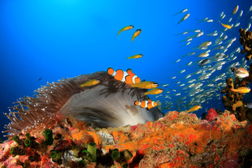 Clownfish anemonefish fish