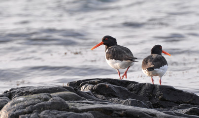 Pair of Eurasian Oystercatcher