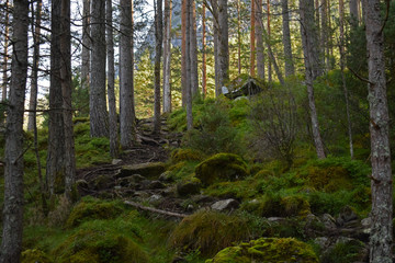Düsterer Waldabschnitt beim Wandern