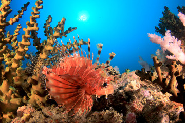 Dwarf Lionfish fish on coral reef