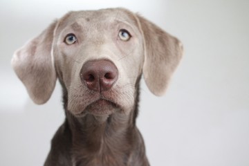 Portrait eines silberner Labrador Retriever Welpe 1