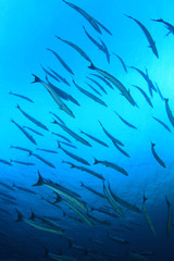 Fototapeta na wymiar School of Barracuda fish underwater