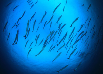 School of Barracuda fish underwater
