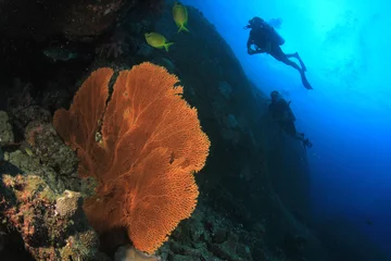 Crédence de cuisine en verre imprimé Plonger Plongée sous-marine sur récif de corail avec poissons