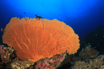Coral reef and fish underwater in ocean