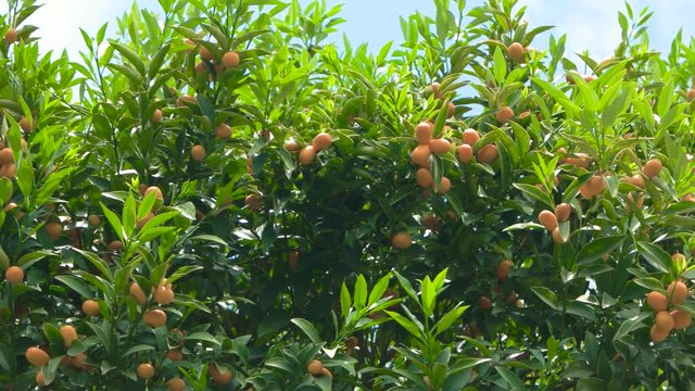 Tangerines on branches. Ripe fruits and green leaves.