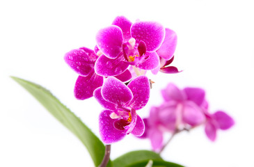 Fototapeta premium The branch of orchids on a white background
